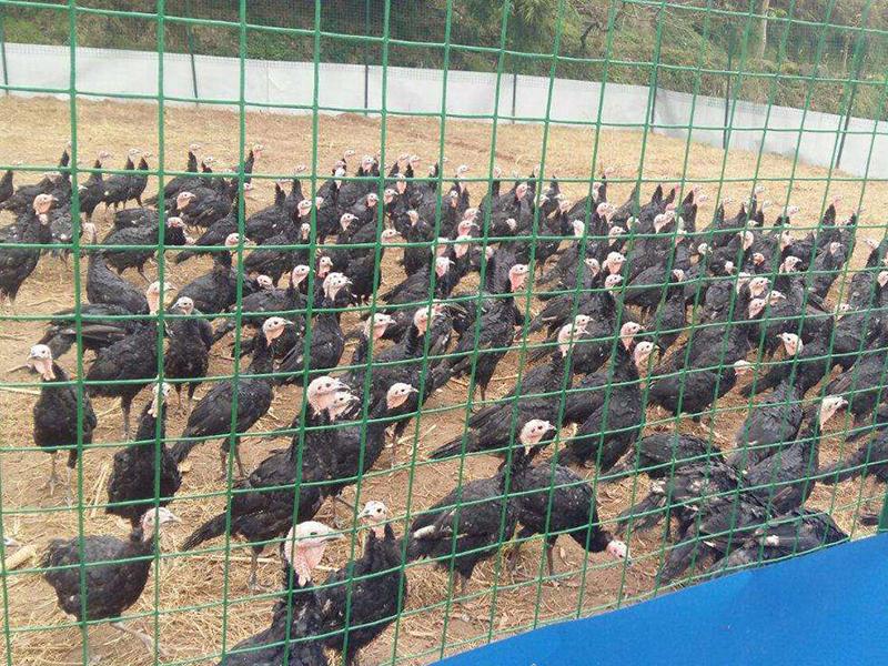 養(yǎng)殖護欄網(wǎng) 養(yǎng)殖護欄網(wǎng)