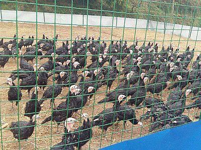 陜西養殖圍欄網